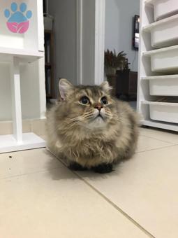 Oğlumuz Bademe Eş Arıyoruz