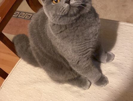 British Shorthair Oğlum Hadese Dişi Eş Arıyoruz