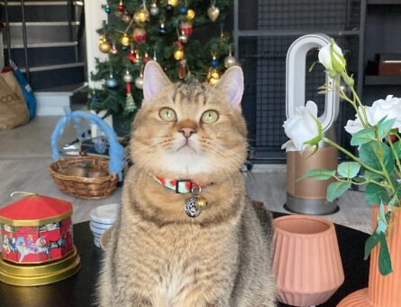 British Shorthair Golden Point Oğlumuz için Eş Arıyoruz