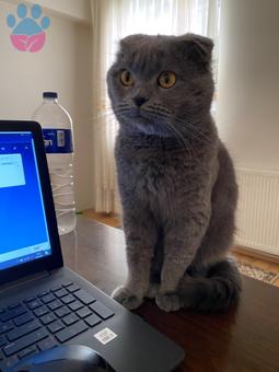 Scottish Fold Safir Bey’e Eş Arıyoruz