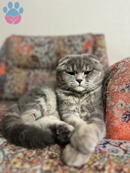 Scottish Fold 9-10 Yaşında Oğluma Eş Arıyorum