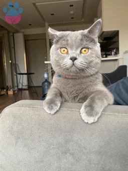 British Shorthair Eş Arıyoruz 1 Yaşında