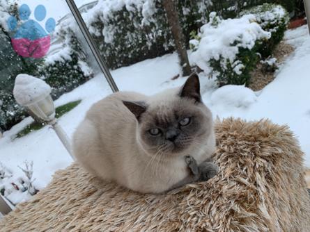 British Shorthair Cinsi Oğluma Scottish Fold Eş Arıyorum