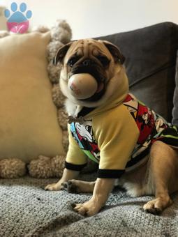 Pug Cinsi Oğluma Eş Arıyorum