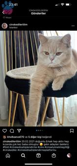 British Shorthair Tecrübeli Oğluma Eş Aranıyor