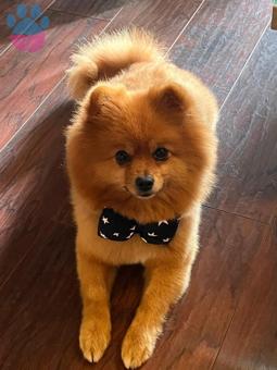 Pomeranian Boo 4 Yaşında Oğluma Eş Arıyorum