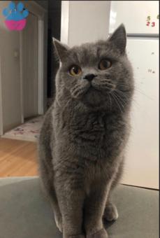 British Shorthair Kızgınlıkta Olan Kedimize Eş Arıyoruz