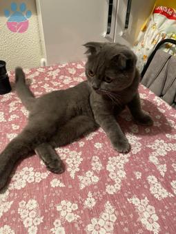 Scottish Fold 9 Aylık Kedime Eş Arıyorum