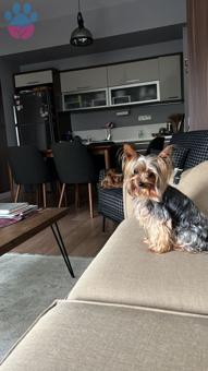 Yorkshire Terrier 1800 gr Teacup Oğlumuza Eş Arıyoruz