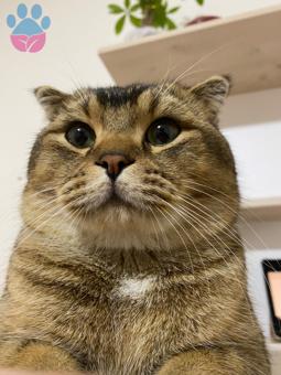 Scottish Fold Erkek Kedime Eş Arıyorum