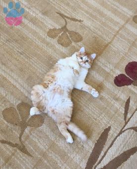 Ankarada Sarman Dişi Kedime Eş Arıyorum