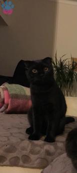 Scottish Fold Cinsi Oğlumuza Eş Arıyoruz