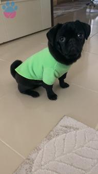 Puf Oğluşuma Dişi Arıyoruz