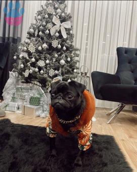 Pug 2 Yaşındaki Oğlum Kızgınlıkta Eş Arıyor