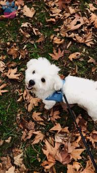 Maltese Terrier Oğlumuza Eş Arıyoruz