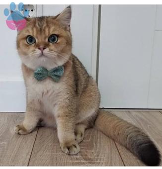 2 Yaşında British Shorthair Oğluma Eş Arıyoruz