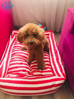 Toy Poodle Oğlumuza Eş Arıyoruz 9 Aylık