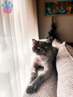 2 Yaşında British Longhair Oğlumuza Eş Arıyoruz