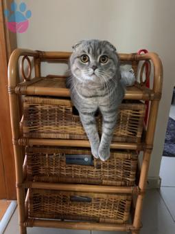 Scottish Fold 12 Aylık Kedime Eş Arıyorum