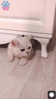 İstanbul&#8217;da British Oğluma Eş Arıyorum