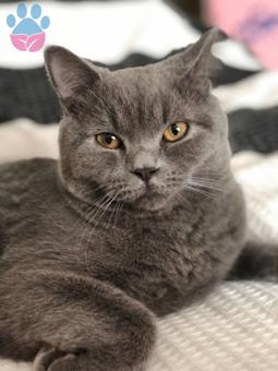 British Shorthair Oğlumuza Dişi Eş Arıyoruz