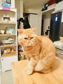 Exotic Shorthair 1 Yaşında Oğluma Eş Arıyorum