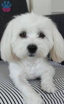 Maltese Terrier Cinsi Boni Kızımız Eş Arıyoruz