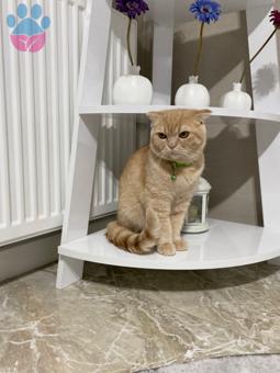 Scottish Fold 11 Aylık Oğluma Eş Arıyorum