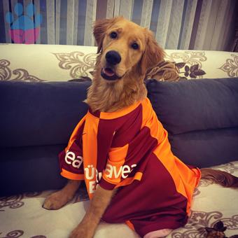 Golden Retriever 1 Yaşında Erkek Eş Arıyor