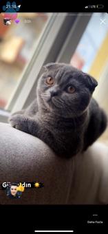 Scottish Fold 1 Yaşındaki Oğluma Eş Arıyorum