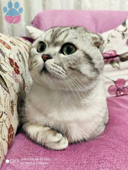 1 Yaşında Scottish Fold Oğluma Eş Arıyorum