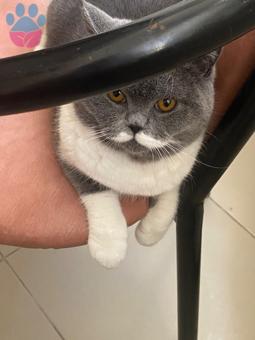 British Shorthair 11 Aylık Kedime Eş Arıyorum