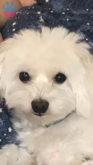 Maltese Terrier Cinsi Oscarıma Eş Arıyorum