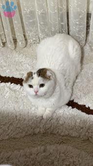 Scottish Fold Cinsi Paşamıza Eş Arıyoruz