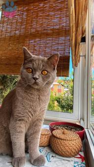 9 Aylık Oğlumuz British Shorthair Gomis&#8217;e Eş Arıyoruz