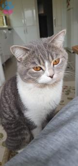 British Shorthair Şanslı Oğlumuza Eş Arıyoruz