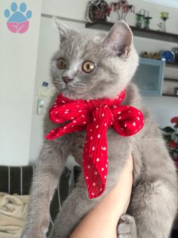 British Shorthair Oğlumuza Eş Arıyoruz