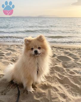 Pomeranian Boo Oğluma Dişi Arıyoruz