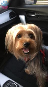 İstanbul&#8217;da Dişi Yorkie’m İçin Eş Arıyorum