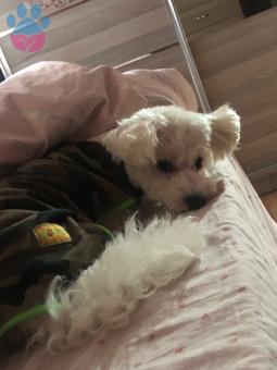 Maltese Terrier Oğluma Eş Arıyorum 1 Yaşında