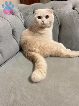 1 Yaşında Scottish Fold Oğluma Eş Arıyorum
