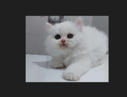 Scottish Fold Erkek Kedim Simba Eş Arıyor