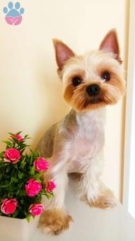 Yorkshire Terrier Oğlum İçin Dişi Arıyorum