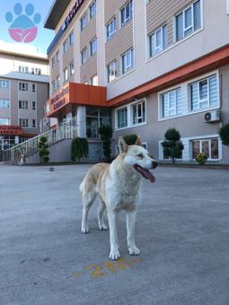 Husky Güneş Hanıma Beyefendi Bir Eş Arıyoruz