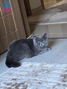 British Shorthair Oğlum Barney Eş Arıyor