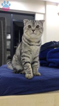 Scottish Fold Duman 13 Aylık Eş Arıyor