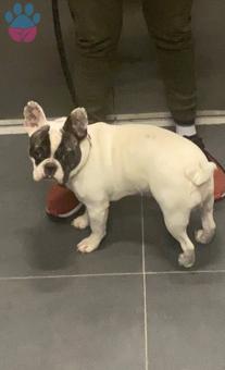 French Bulldog Yakışıklı Oğluma Gelin Adayı Arıyoruz