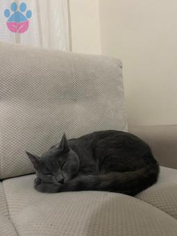 Russian Blue 10 Aylık Kızgınlık Döneminde