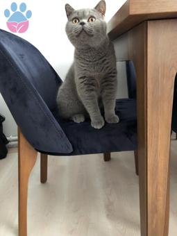 British Shorthair Oğlumuza Eş Arıyoruz