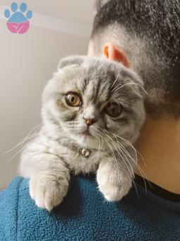 Scottish Fold Lokumcuğumuza Eş Arıyoruz